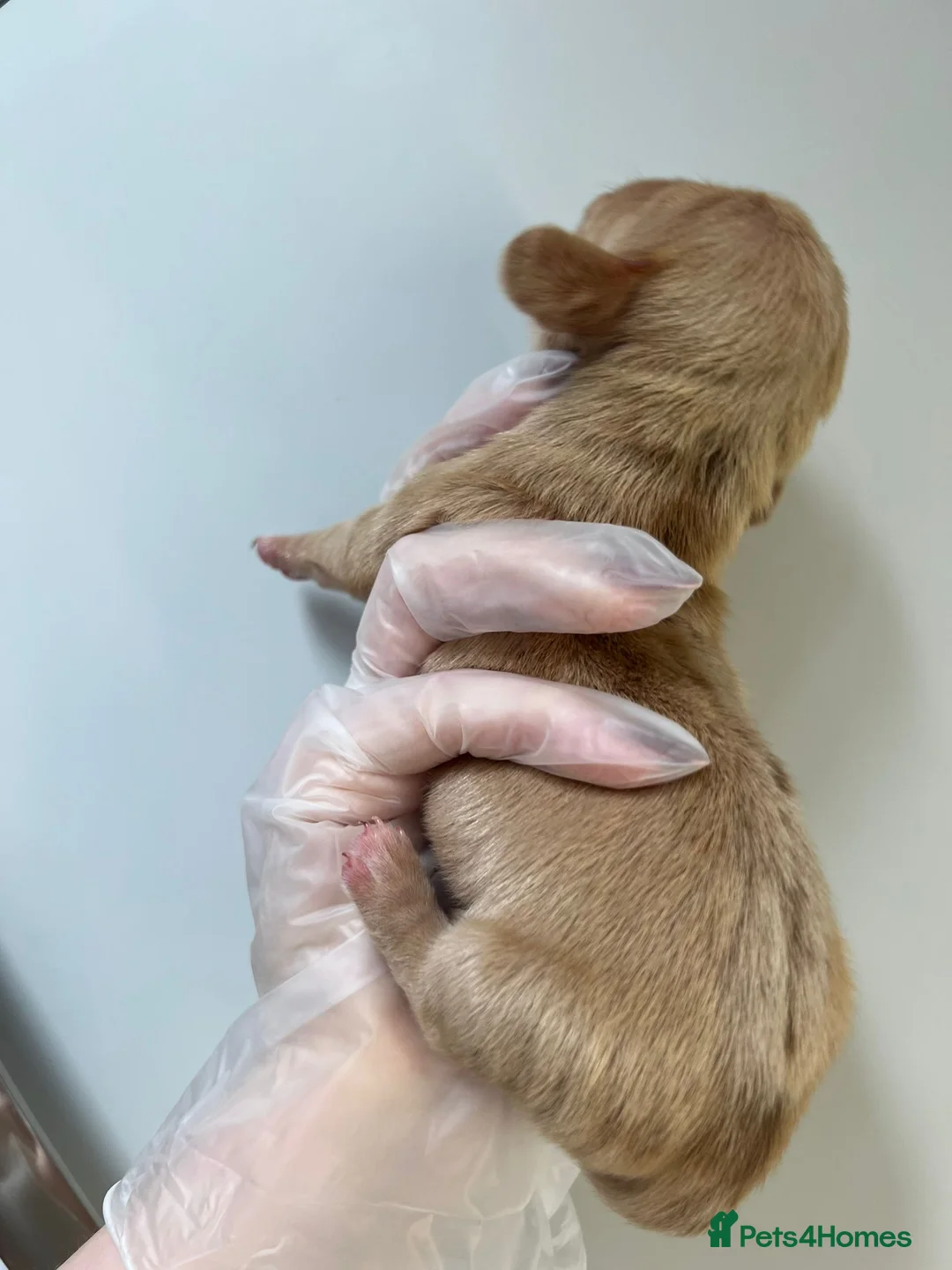 Miniature Dachshund dogs for sale: Beautiful KC Registered Minature Dachshunds  in Portsmouth - Advert 4