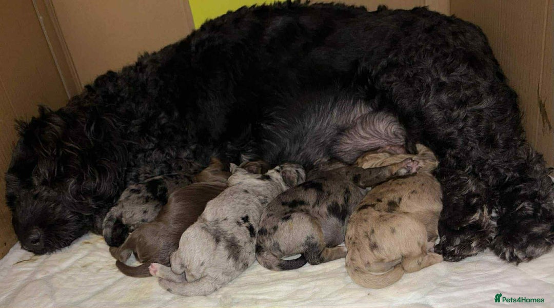 Cockapoo dogs for stud: F1 chocolate merle cockapoo - Advert 5