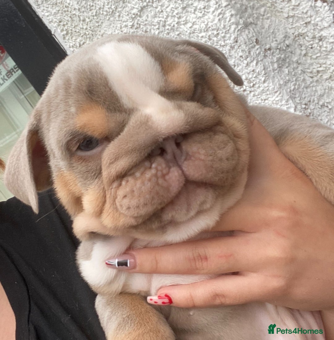 English Bulldog dogs for sale: English bulldog puppies  - Image 19