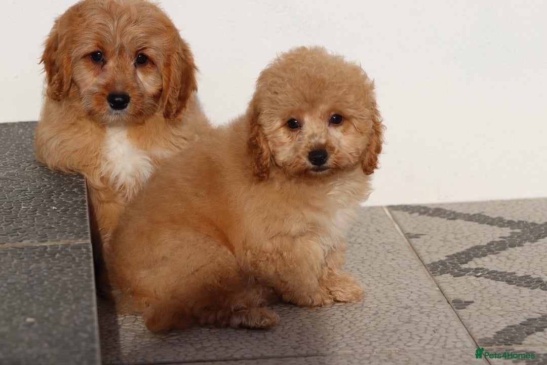Cavapoo dogs for sale: F1 Cavapoo puppies for sale FULLY VACCINATED - Advert 13