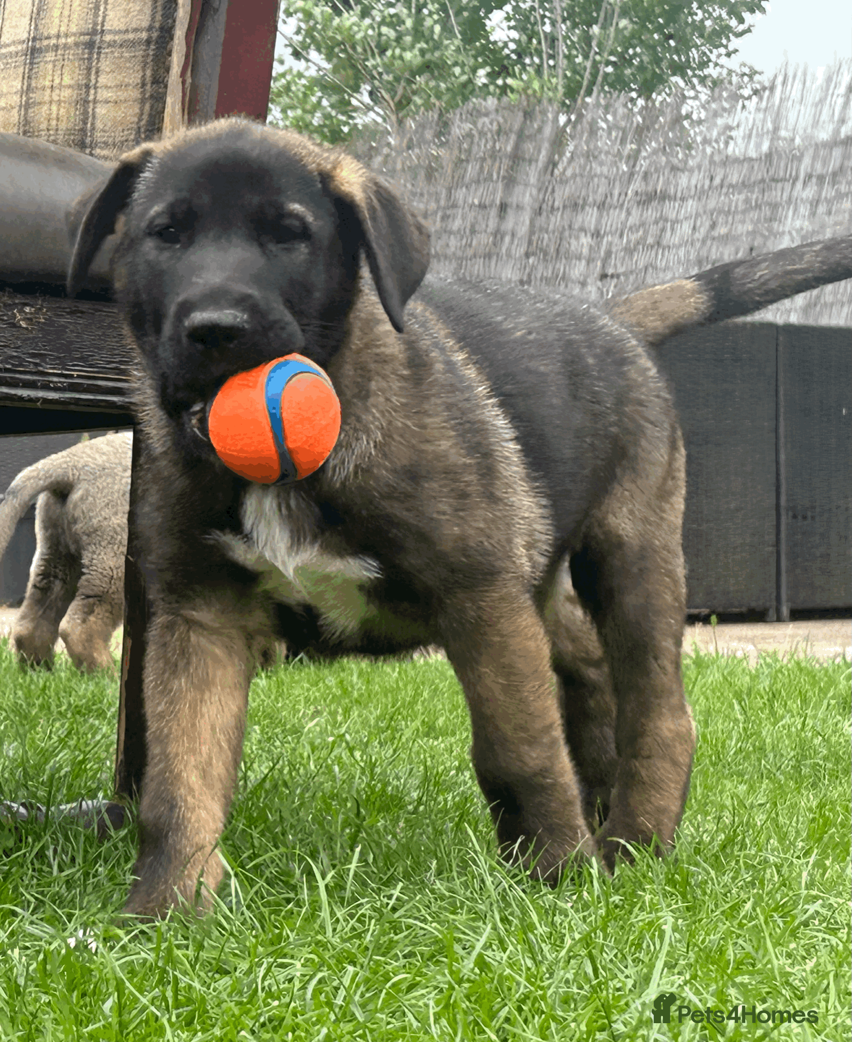 Mixed Breed dogs Akita/Dane Shepherd Puppies - Advert 1