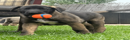 Mixed Breed dogs for sale: Dane Shepherd Puppies in Leamington Spa - Advert 5