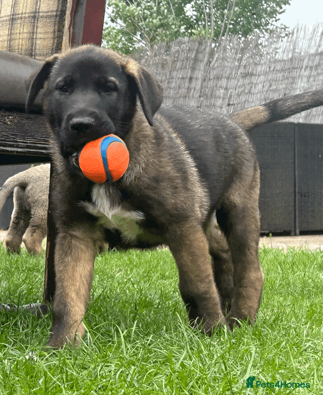 Mixed Breed dogs for sale: Akita/Dane Shepherd Puppies - Advert 1