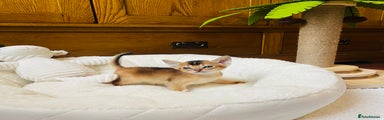 Abyssinian Kitten 1