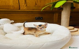 Abyssinian cats for sale: 🏆🥇🏵️Top Quality Champion Lines Abyssinian - Image 26