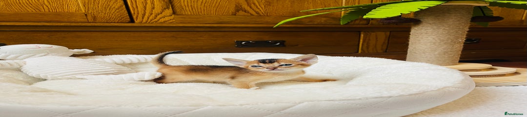 Abyssinian Kitten 1