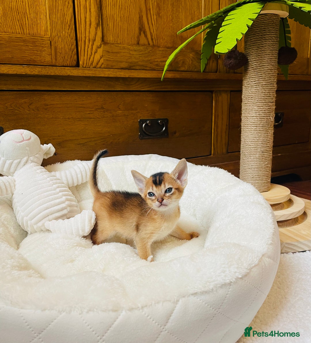 Abyssinian cats for sale: 🏆🥇🏵️Top Quality Champion Lines Abyssinian - Image 26