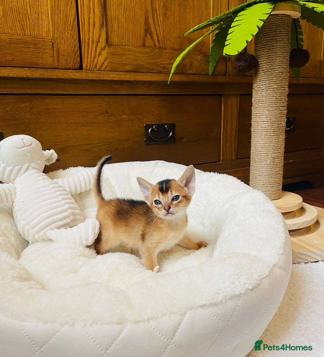 Abyssinian cats for sale:  🏆🥇🏵️Top Quality Champion Lines Abyssinian  - Advert 27