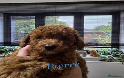 Toy Poodle dogs for sale: Kc reg deep red toy poodle council licensed  - Image 12