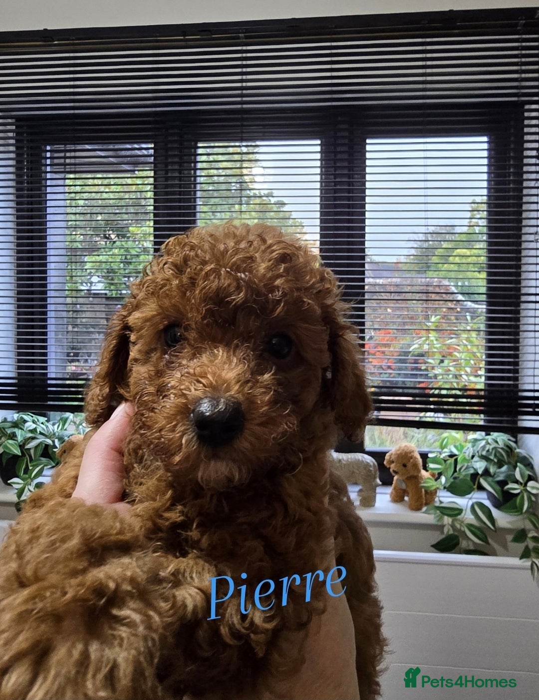 Toy Poodle dogs for sale: Kc reg deep red toy poodle council licensed  - Image 12