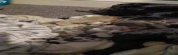 American Bully dogs for sale: Pocket bully  - Advert 11
