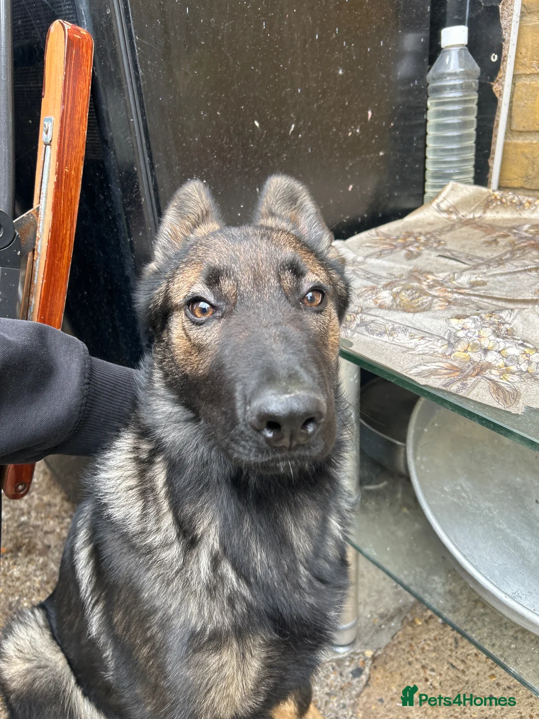 German Shepherd dogs for sale: 4month DDR German Shepherd puppy (Working Line) - Advert 2