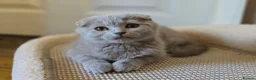 Scottish Fold cats for sale: scottish fold lilac and  blue straight female  - Advert 13
