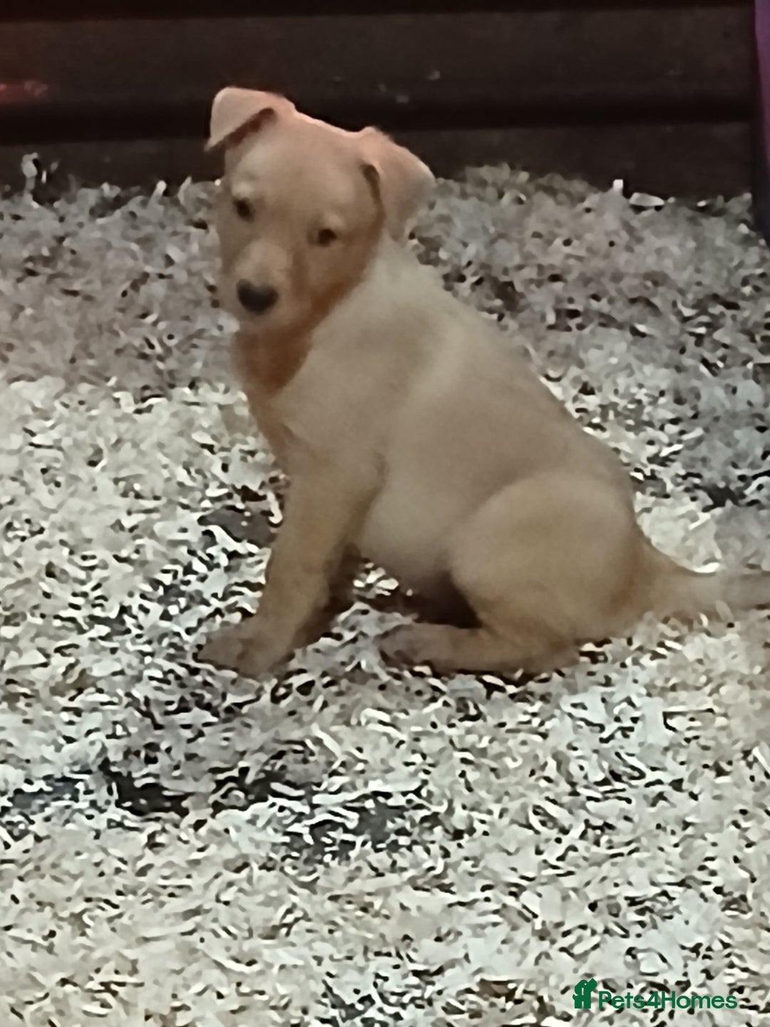 Australian Kelpie dogs for sale: Australian Kelpie  - Advert 4