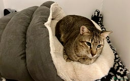 Arabian Mau cats for adoption: Kevin is looking for his human  - Advert 6