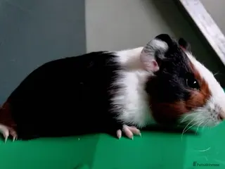Guinea Pig rodents Tort and White Baby Sow. Ready to go. - Advert 9