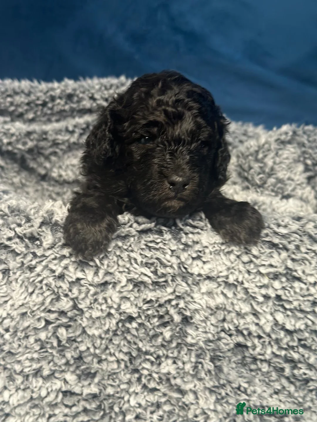 Miniature Poodle dogs for sale: Gorgeous pure bred miniature poodles - Advert 16
