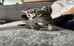 Domestic Shorthair cats for sale: 6 beautiful kittens available  - Image 15