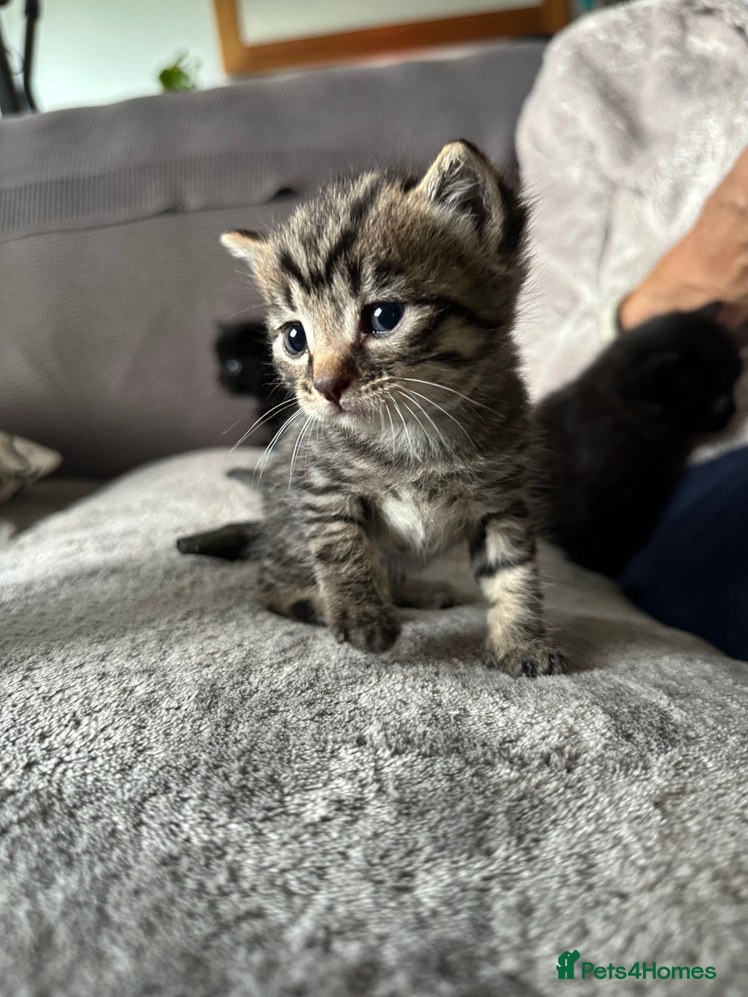 Domestic Shorthair cats for sale: 6 beautiful kittens available  - Image 15