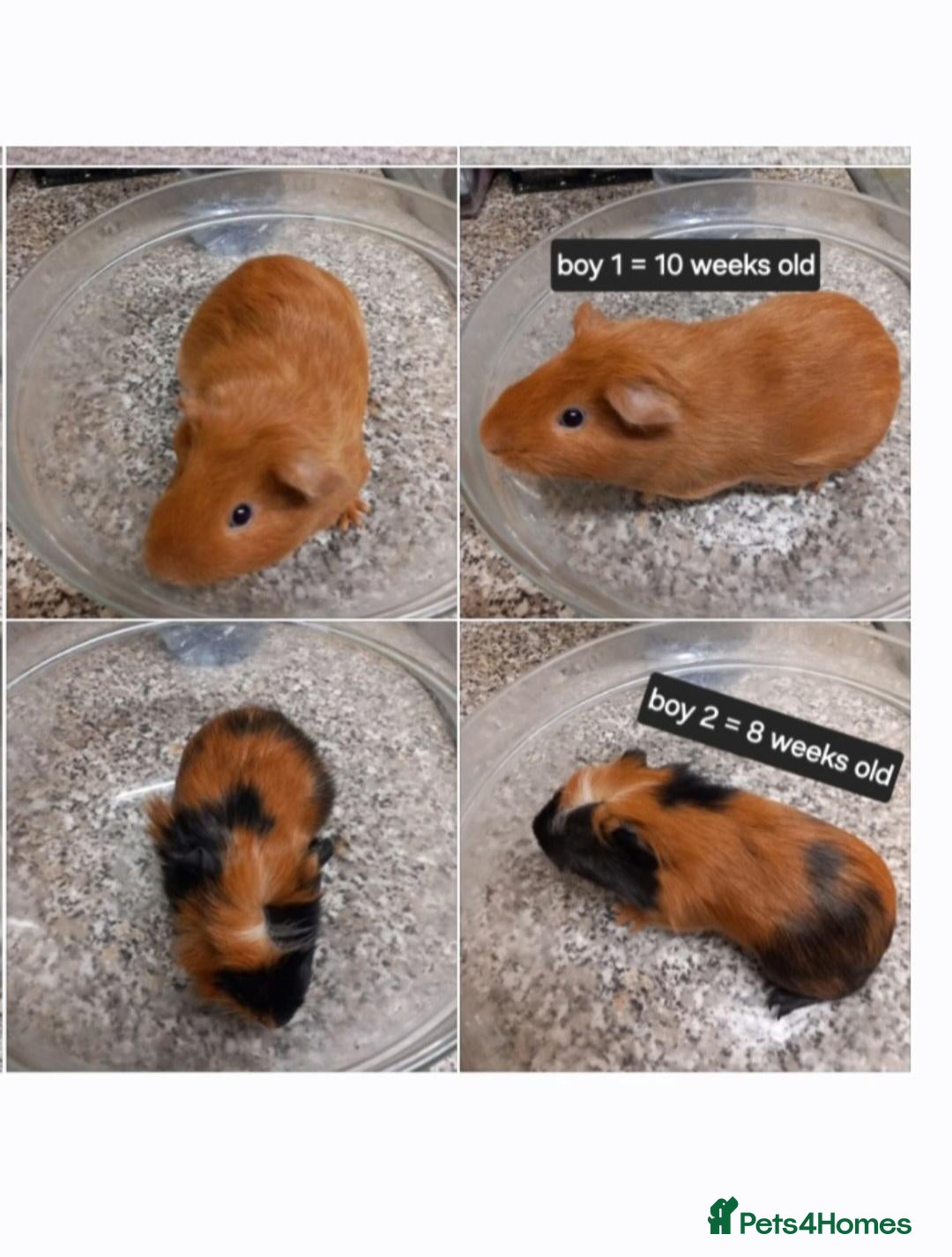 Guinea Pig rodents for sale: Rescued guinea pigs ready now  - Advert 20