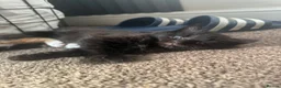 Domestic Shorthair cats for sale: Kittens for sale - Advert 5