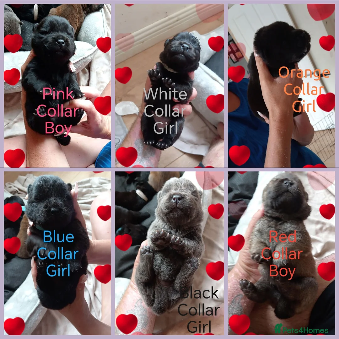 Chow Chow dogs for sale: 🐾 6 KC Registered Chow Chow Puppies 🐾 - Advert 1