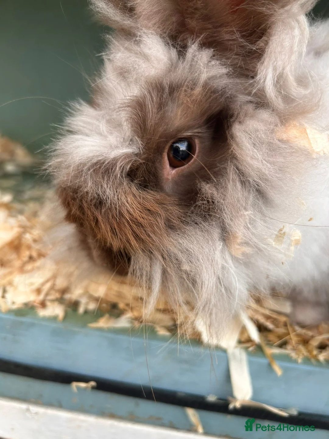 Angora rabbits for sale: Neutered Male angora rabbit  - Advert 1