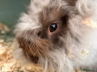 Angora rabbits Neutered Male angora rabbit - Advert 15