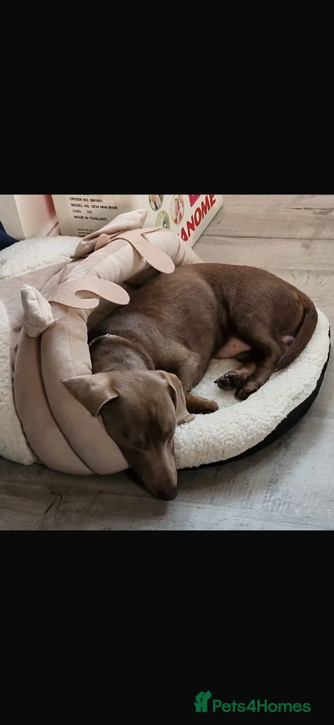 Dachshund dogs for stud: Isabella shorthaird dachshund PROVEN STUD - Advert 4