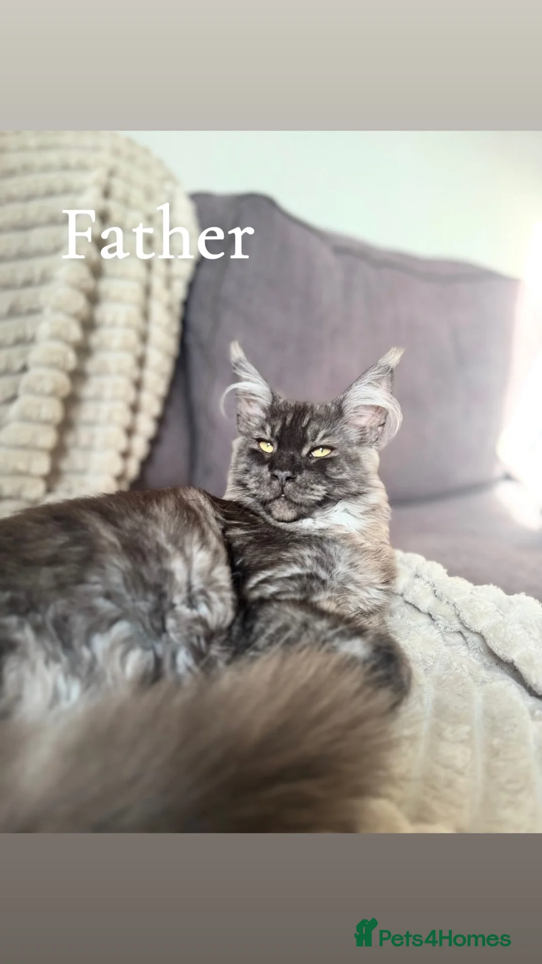 Mixed Breed cats for sale: 2 Female maine coon x tabby kittens  in Bolton - Advert 2