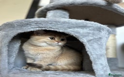 British Shorthair cats for sale: Chunky TICA ACTIVE Golden British Shorthair - Image 2