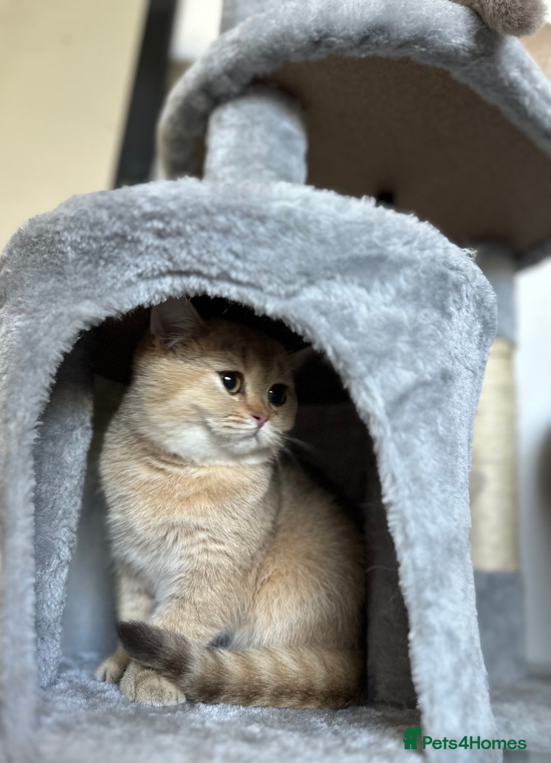 British Shorthair cats for sale: Chunky TICA ACTIVE Golden British Shorthair - Image 2