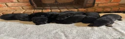 German Shepherd dogs for sale: Quality Litter of GSD Puppy’s @icepack - Advert 17