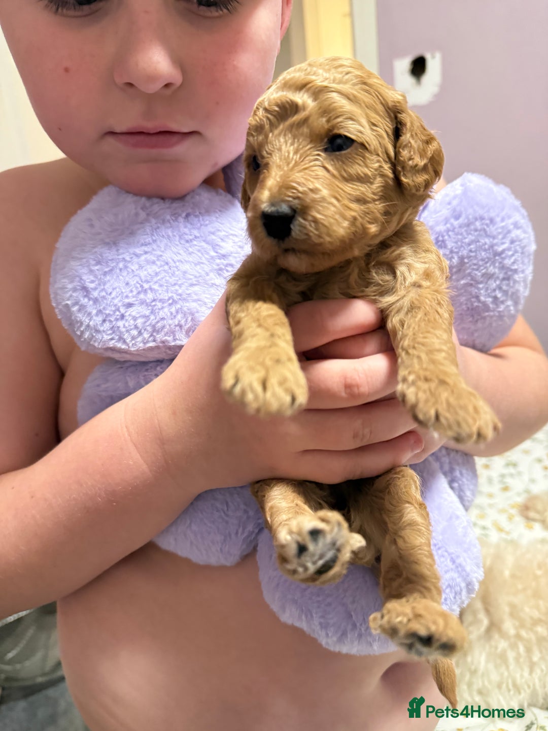Cavapoo dogs for sale: 4 Beautiful f1b Cavapoo Puppies  - Advert 7