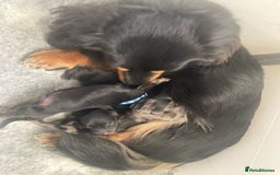 Miniature Dachshund dogs for sale: Adorable Longhaired Miniature Dachshund Puppies - Image 7