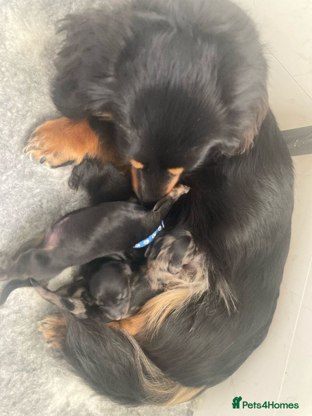 Miniature Dachshund dogs for sale: Adorable Longhaired Miniature Dachshund Puppies - Image 7