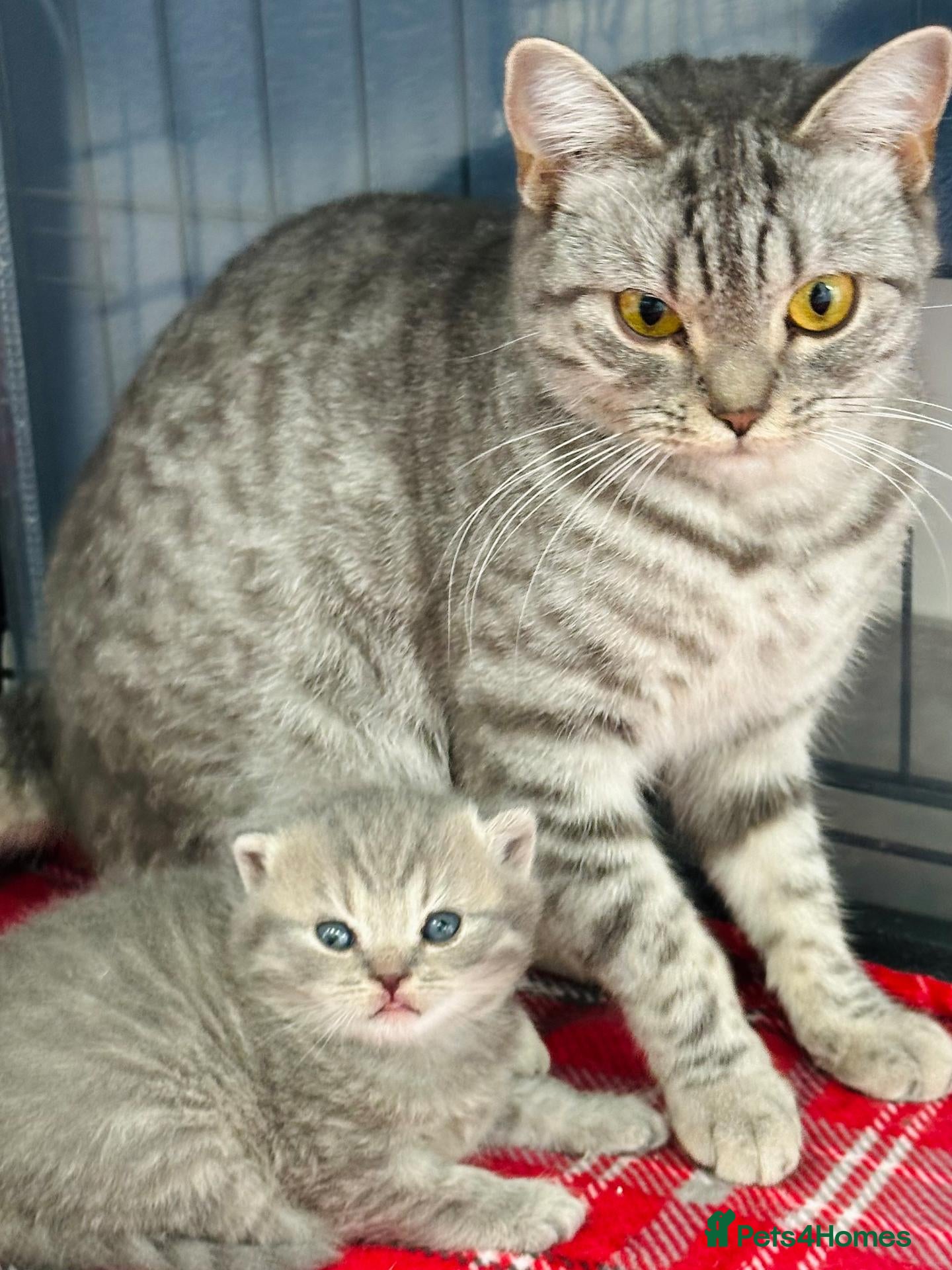 British Shorthair cats Beautiful British Shorthair Grey & Stripe Girl - Advert 2