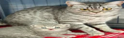 British Shorthair cats for sale: Stunning BSH Grey & Stripe Girl - Advert 8