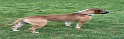 American Bulldog dogs for sale: American bulldog male 4 years old  - Advert 4