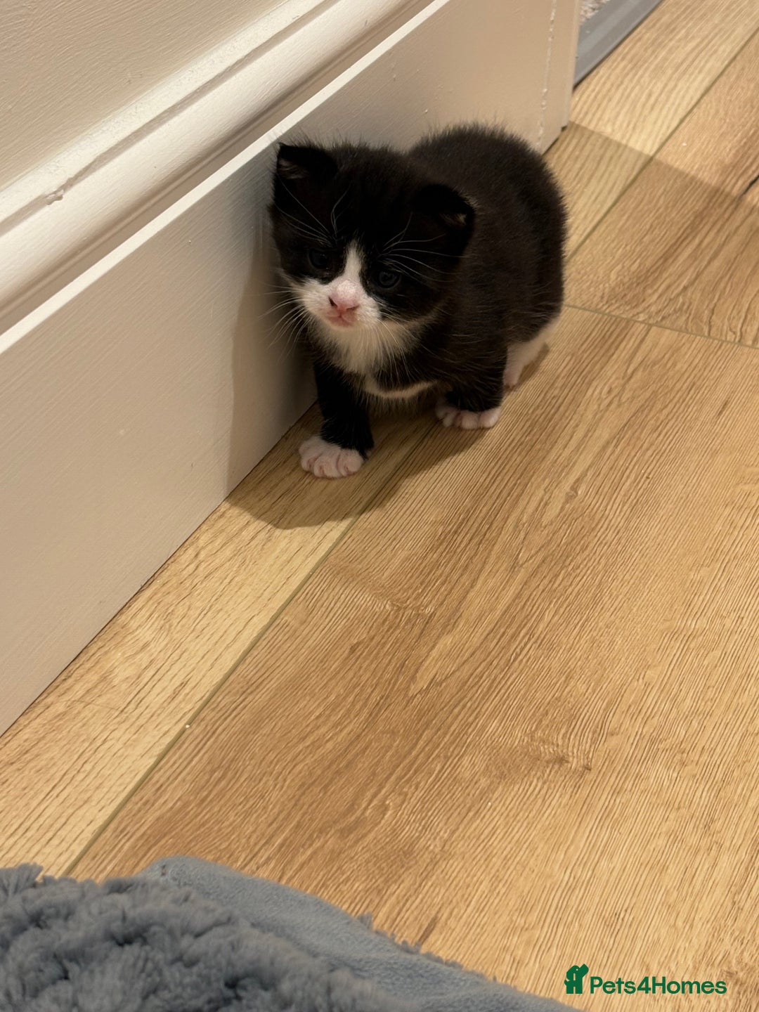 Mixed Breed cats for sale: Gorgeous little boy  - Image 5