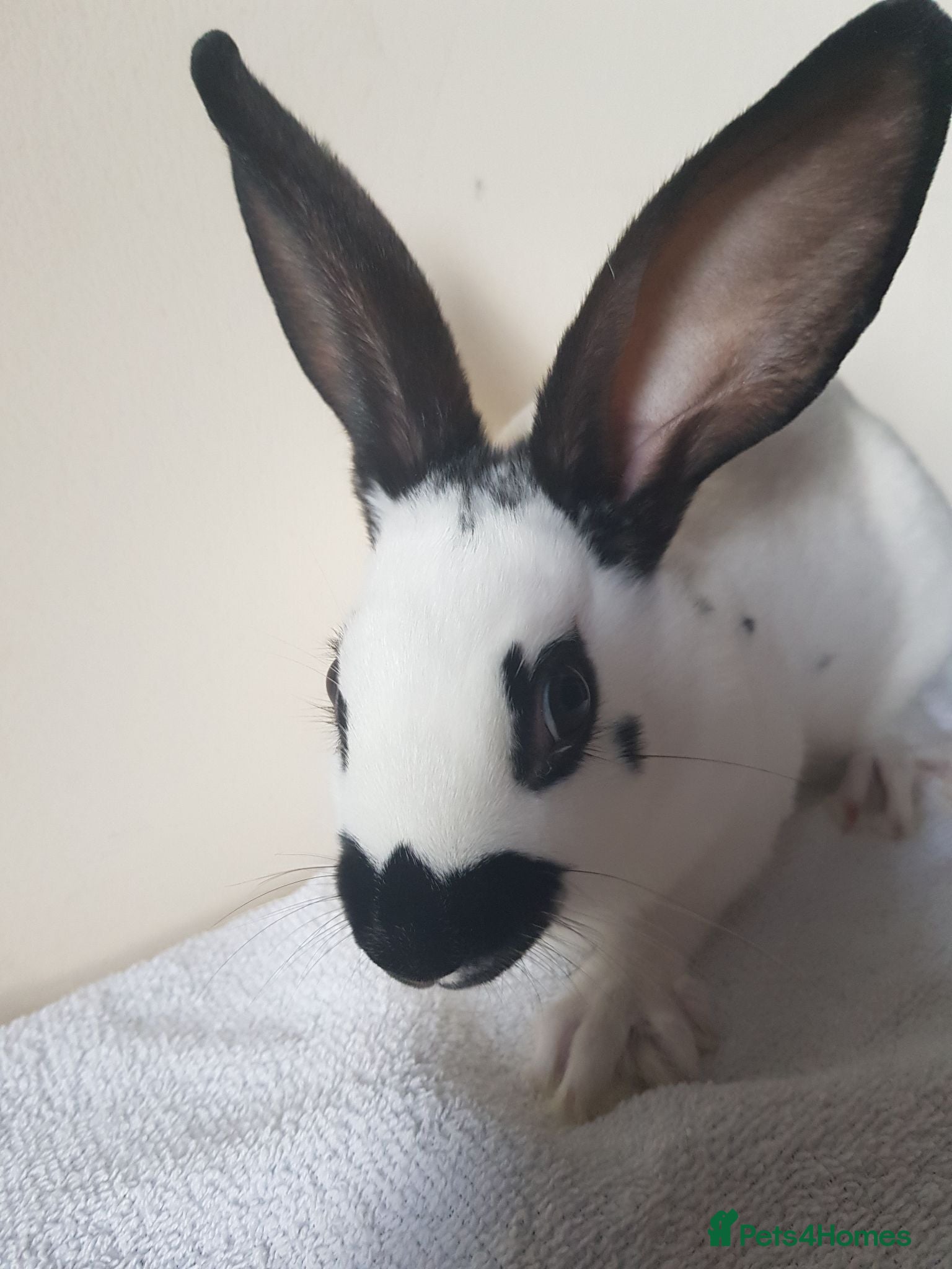 German Lop rabbits Baby buck rabbits - Advert 5