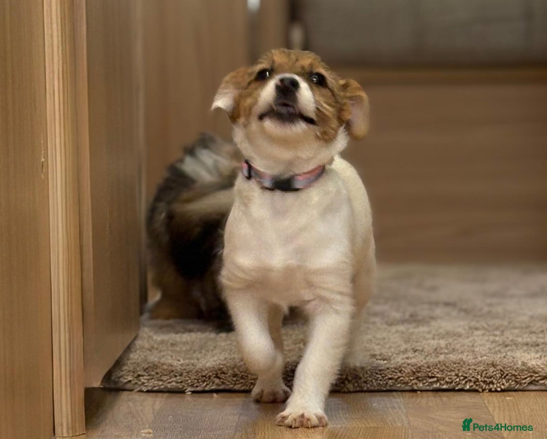 Jack Russell dogs for sale: Jack Russell Puppies… - Advert 21