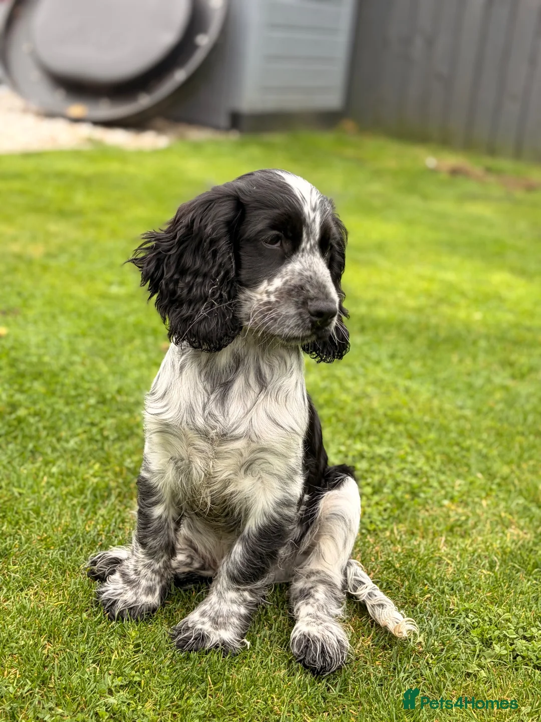 Cocker Spaniel dogs for sale: Cracking Cocker Boy  - Advert 3