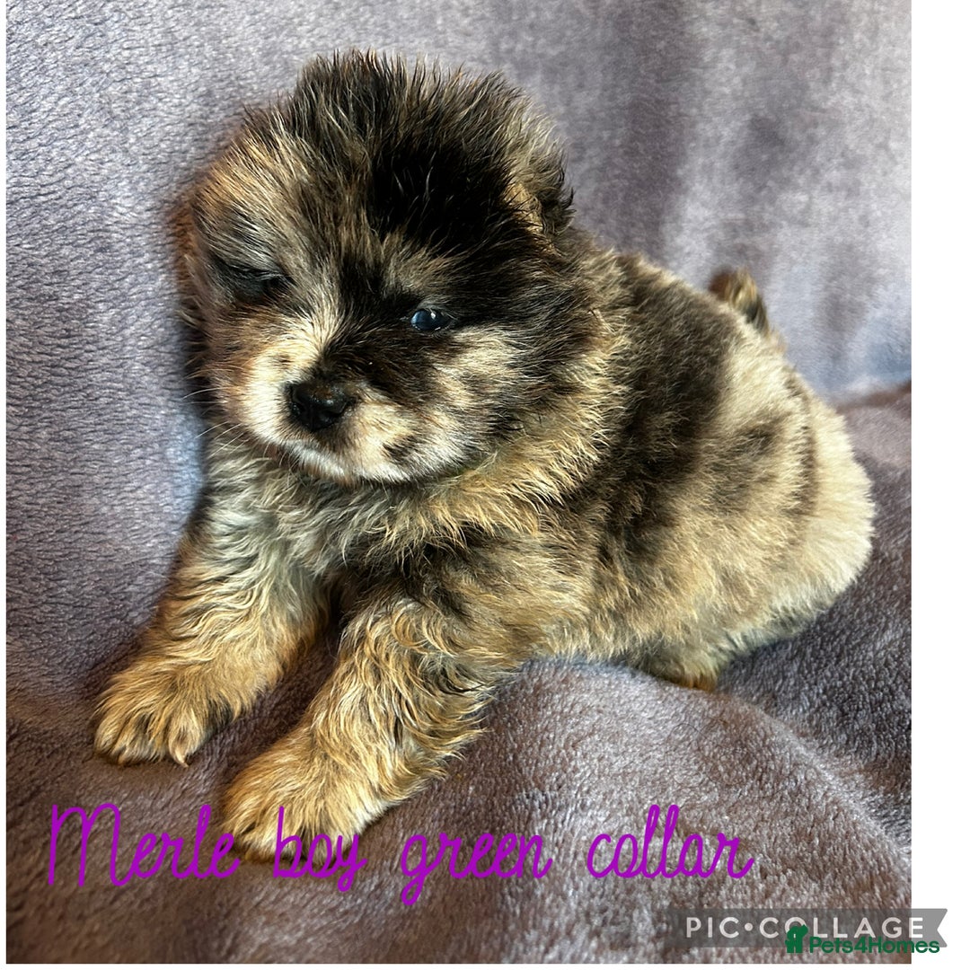Chow Chow dogs for sale: Stunning chow chow puppies  - Advert 12