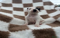 Jack Russell dogs for sale: 5 true to type jack russels  - Image 15