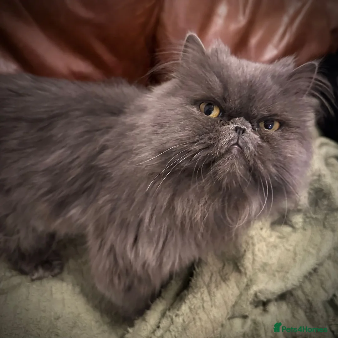 Persian cats for sale: Persian Male  - Advert 5