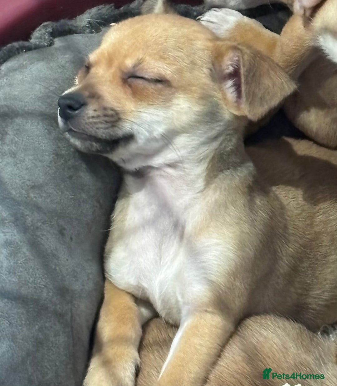 Chihuahua dogs for sale: Ready now! Gorgeous playful puppies!  - Advert 3