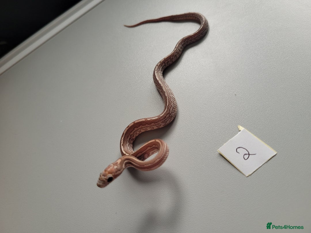 Corn Snake reptiles for sale: 6 week old baby corn snakes - Image 24