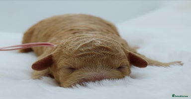 Cavapoo dogs - Advert 6