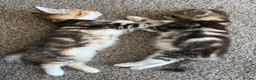 Domestic Shorthair cats for sale: Beautiful, friendly mixed calico tabby kittens in Droitwich - Advert 10